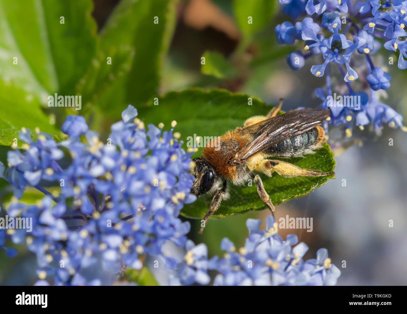 Andrena haemorrhoa (Early mining bee, Orange-tailed mining bee) collecting pollen from Californian lilac (Ceanothus) in Spring (May), West Sussex, UK Stock Photo