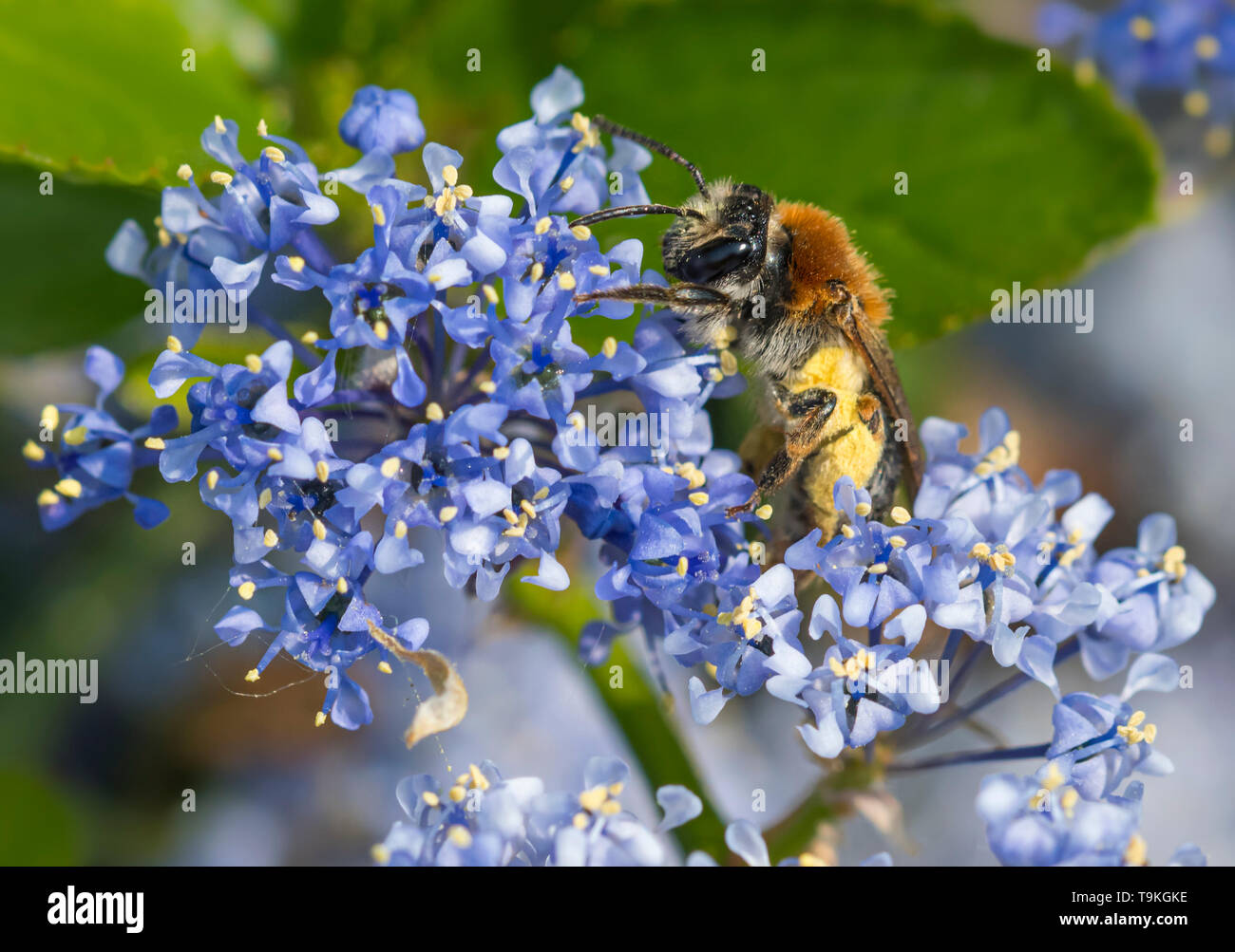 Andrena haemorrhoa (Early mining bee, Orange-tailed mining bee) collecting pollen from Californian lilac (Ceanothus) in Spring (May), West Sussex, UK Stock Photo