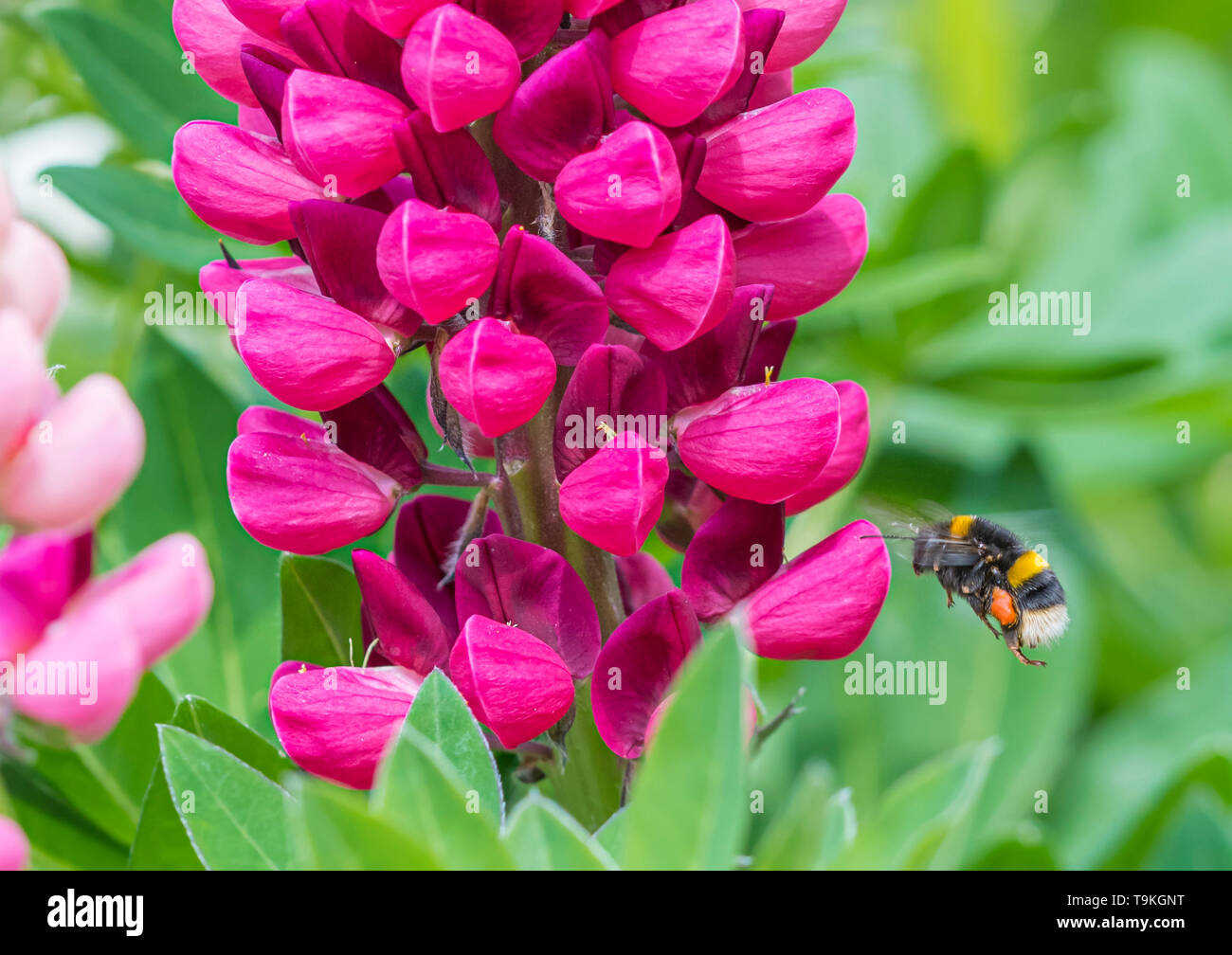 Buff-tailed bumblebee (Bombus terrestris) flying towards a pink Lupin (Lupinus) flower in Spring (May) in West Sussex, UK. Stock Photo