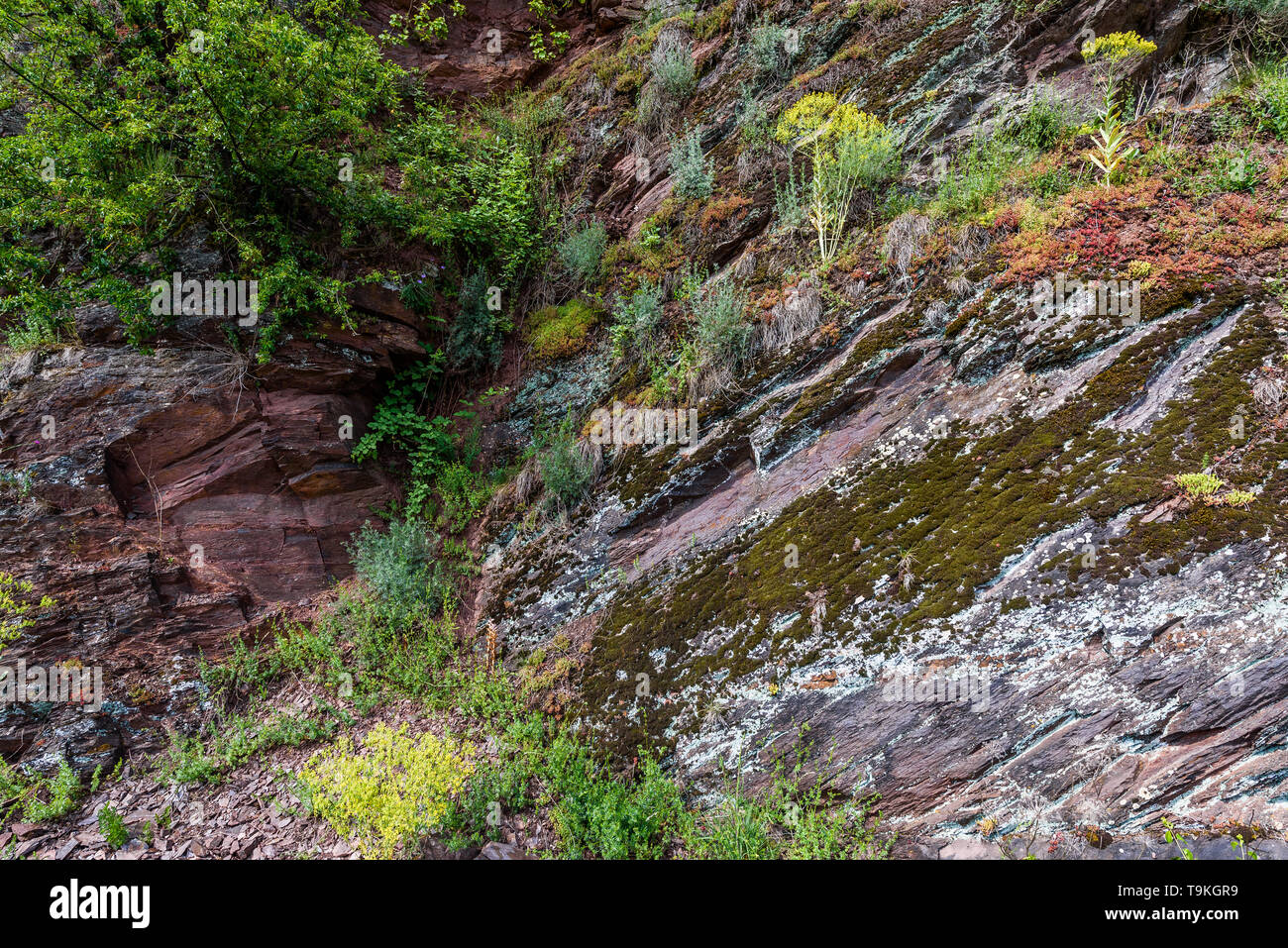 biodiversity in vineyard sites (Neefer Petersberg) of the Mosel Valley, Germany Stock Photo