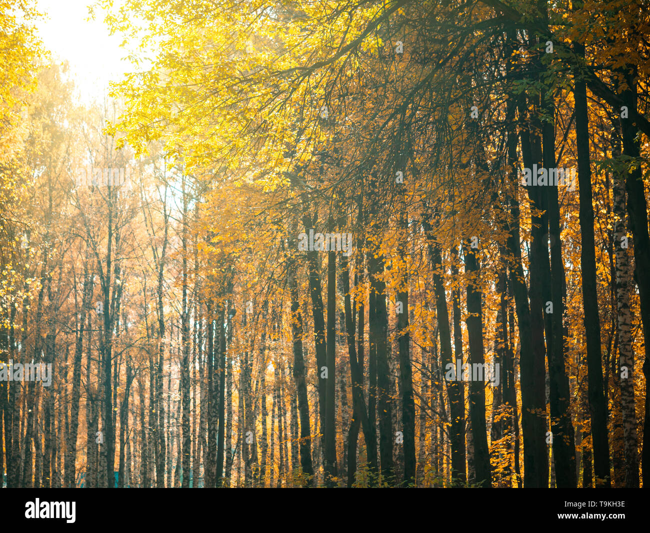 Autumn park. Beautiful romantic alley in park with colorful trees and ...