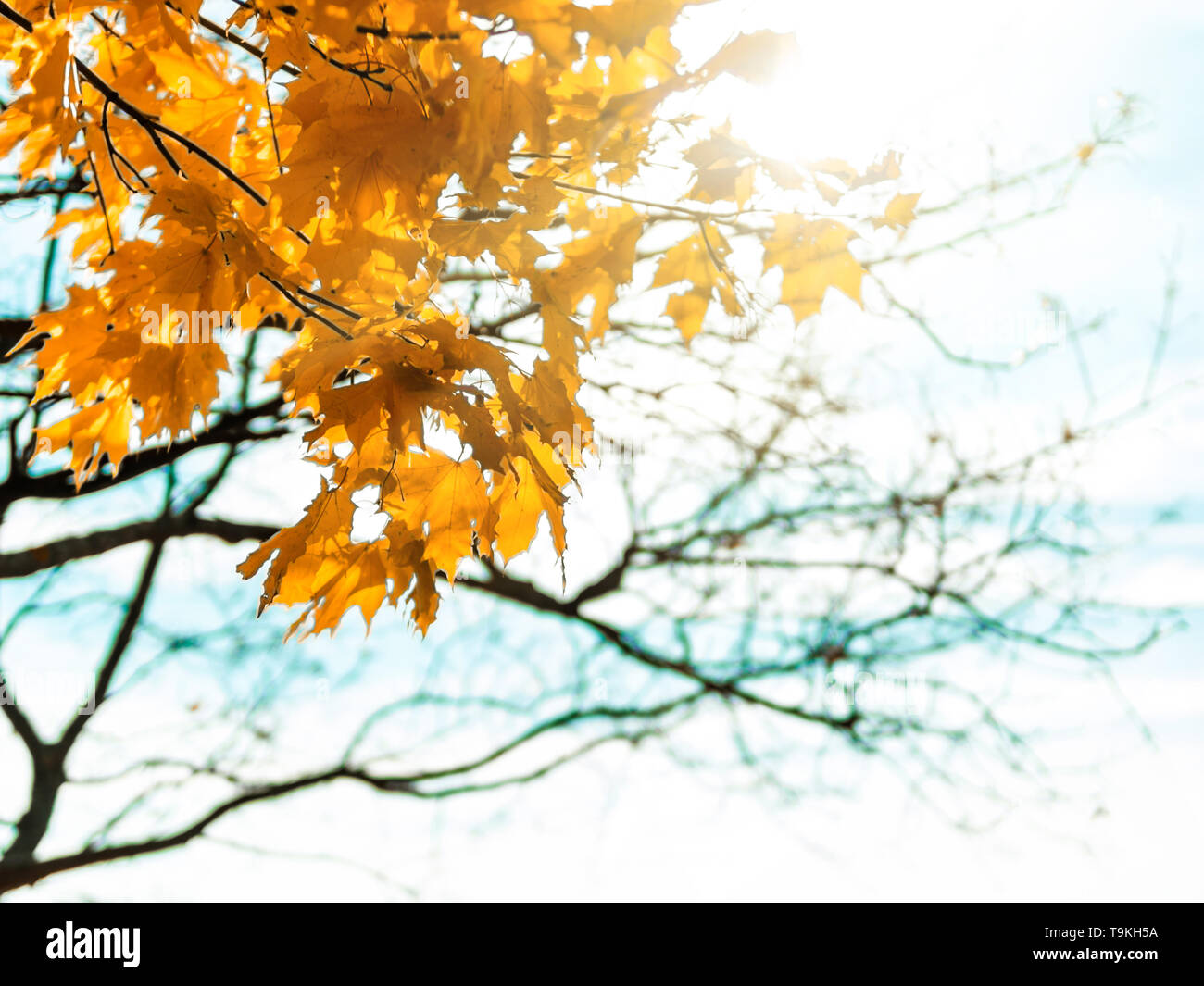 Autumn park. Beautiful yellow maple leaves on branch and sunlight. Autumn natural background. Falling foliage with sun flares, fall trail landscape. Copy space for text Stock Photo
