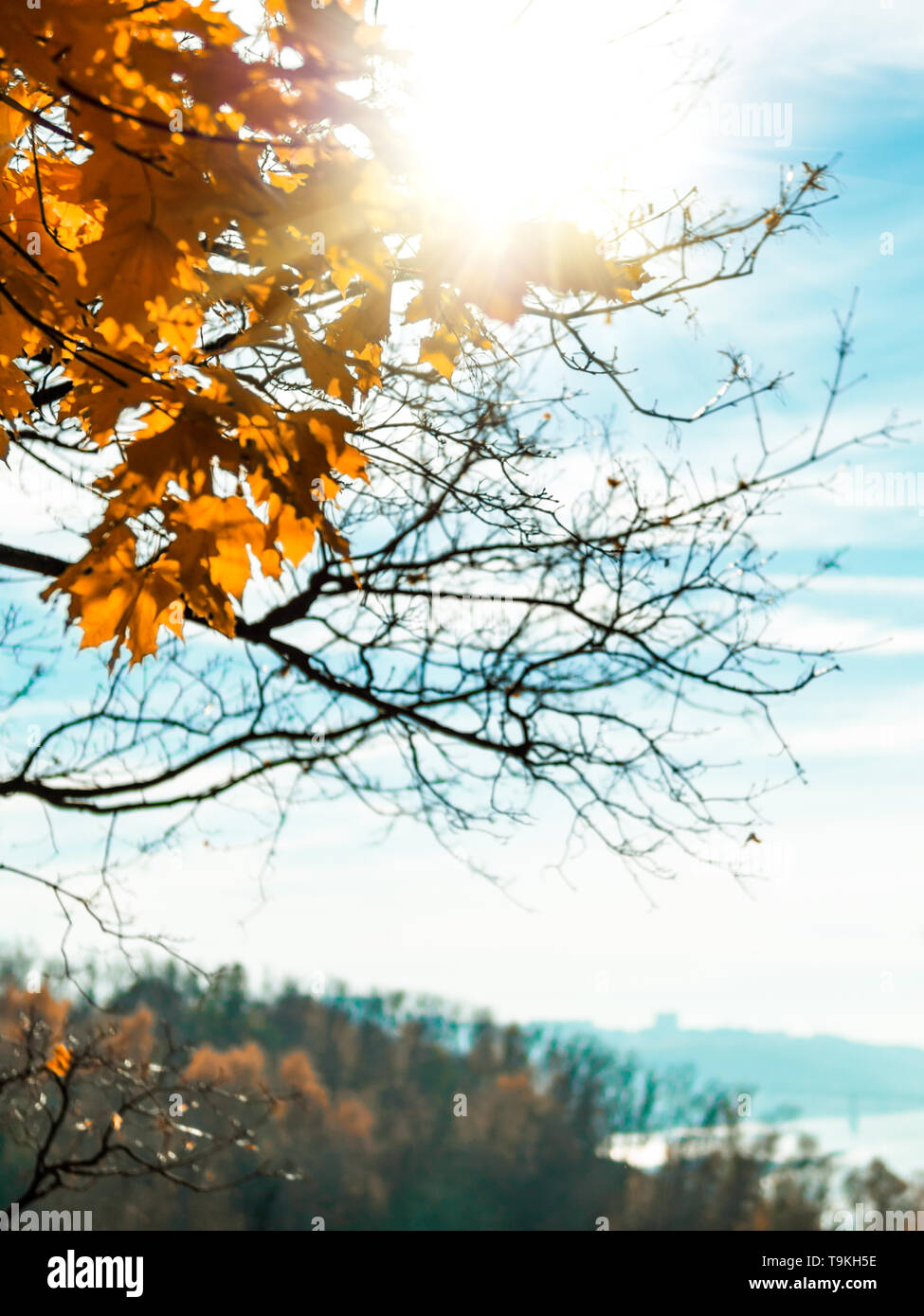 Autumn park. Beautiful yellow maple leaves on branch and sunlight. Beautiful autumn natural background. Falling foliage with sun flares, fall trail landscape. Copy space for text. Vertical. Stock Photo