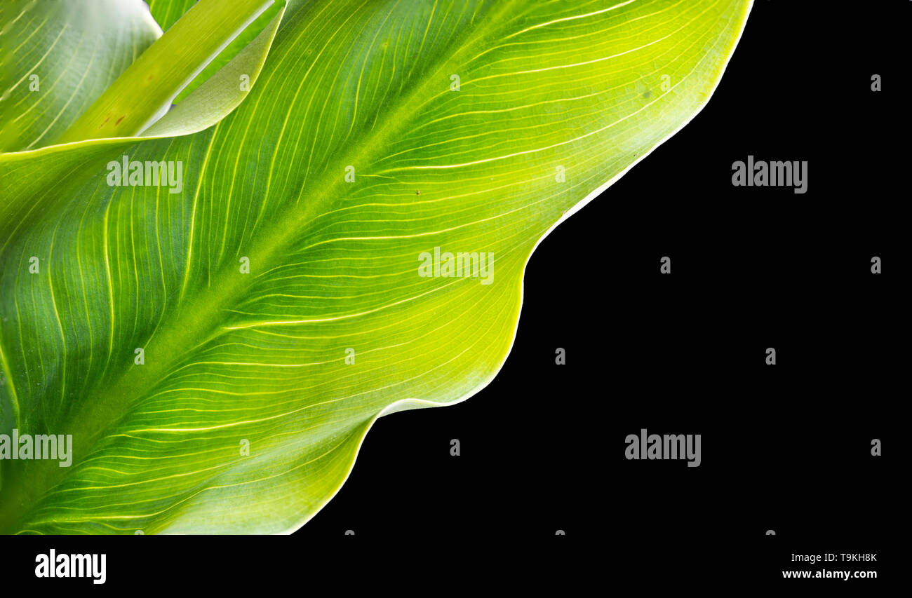 Tropical leaves Calla Lilies or Zantedeschia aethiopica on black