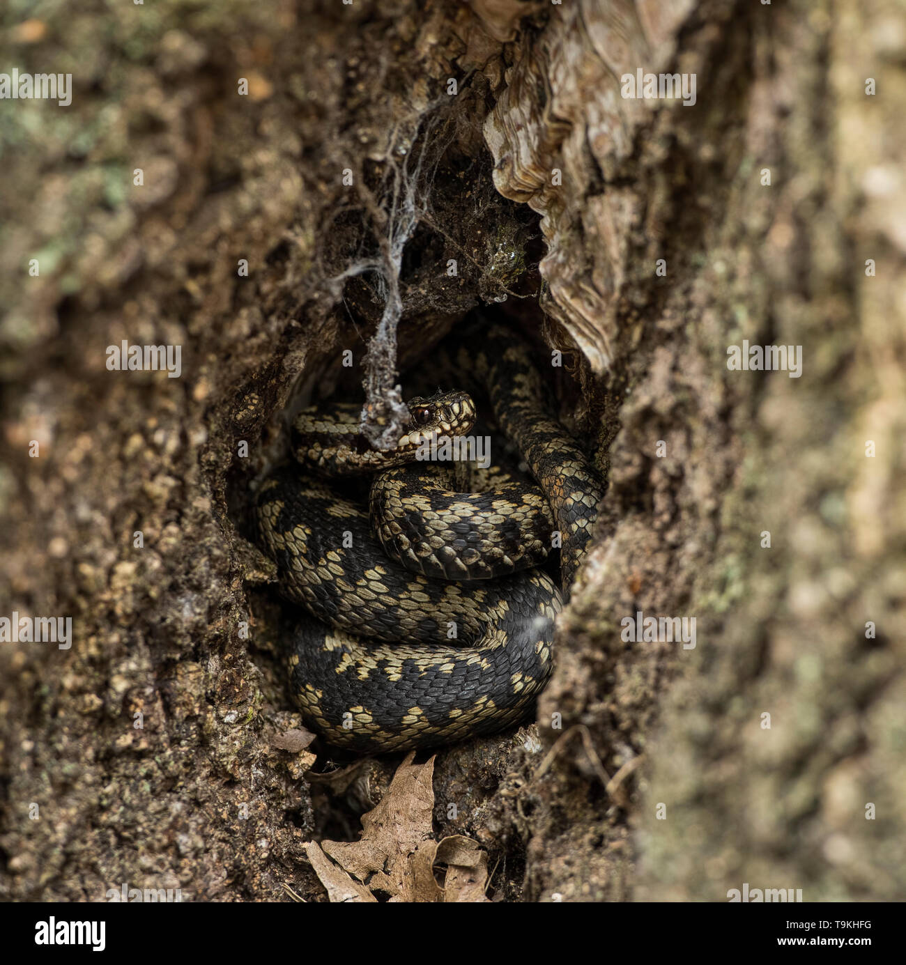 Young male Adder curled up in the bottom of a tree, Minsmere Suffolk. Stock Photo