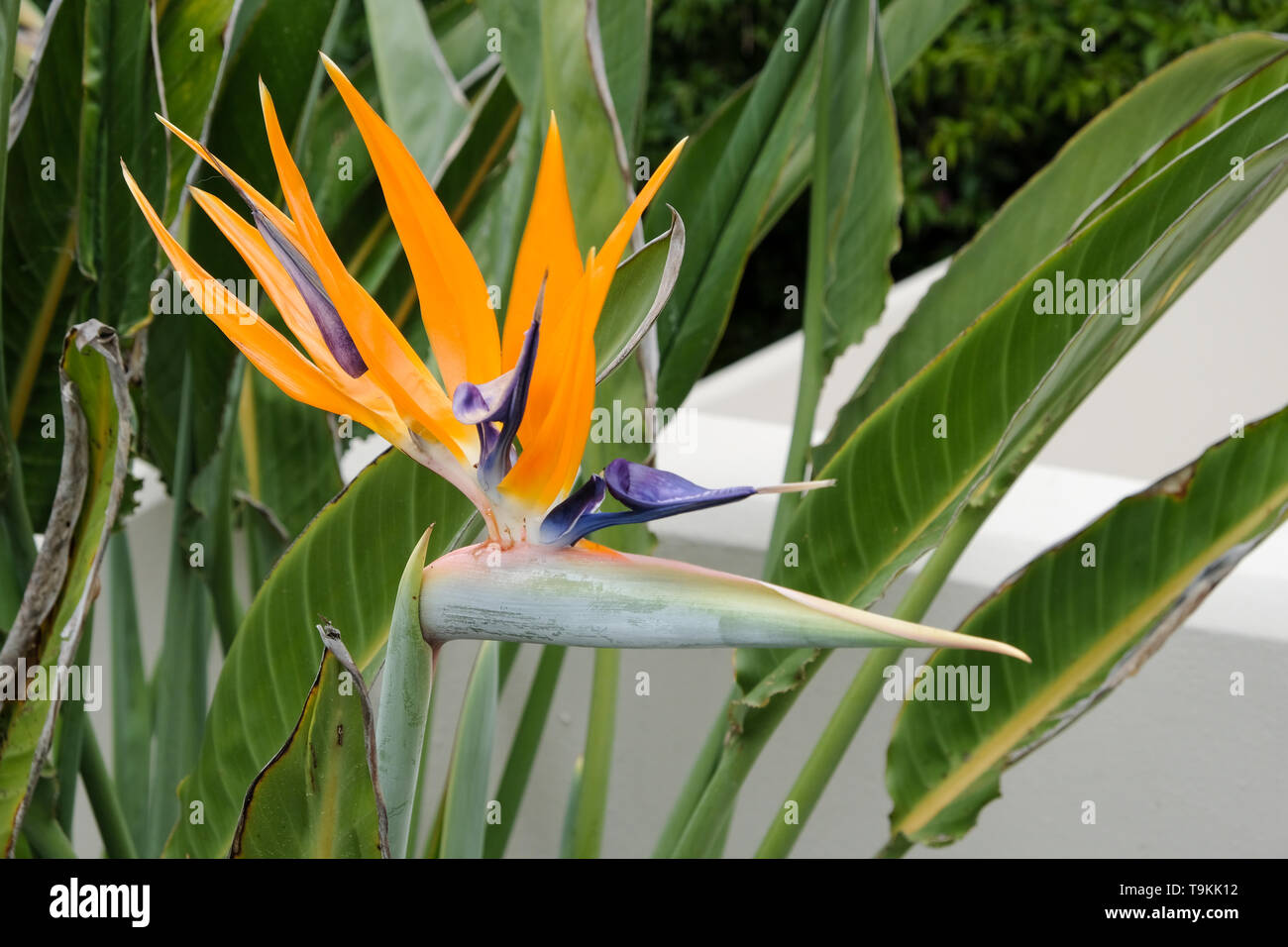 bird of paradise flower bird of paradise flower