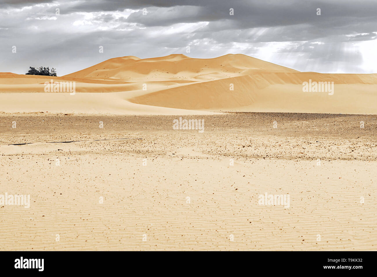 Beautiful sand dunes at sunrise in the Sahara Desert. The sun's rays ...