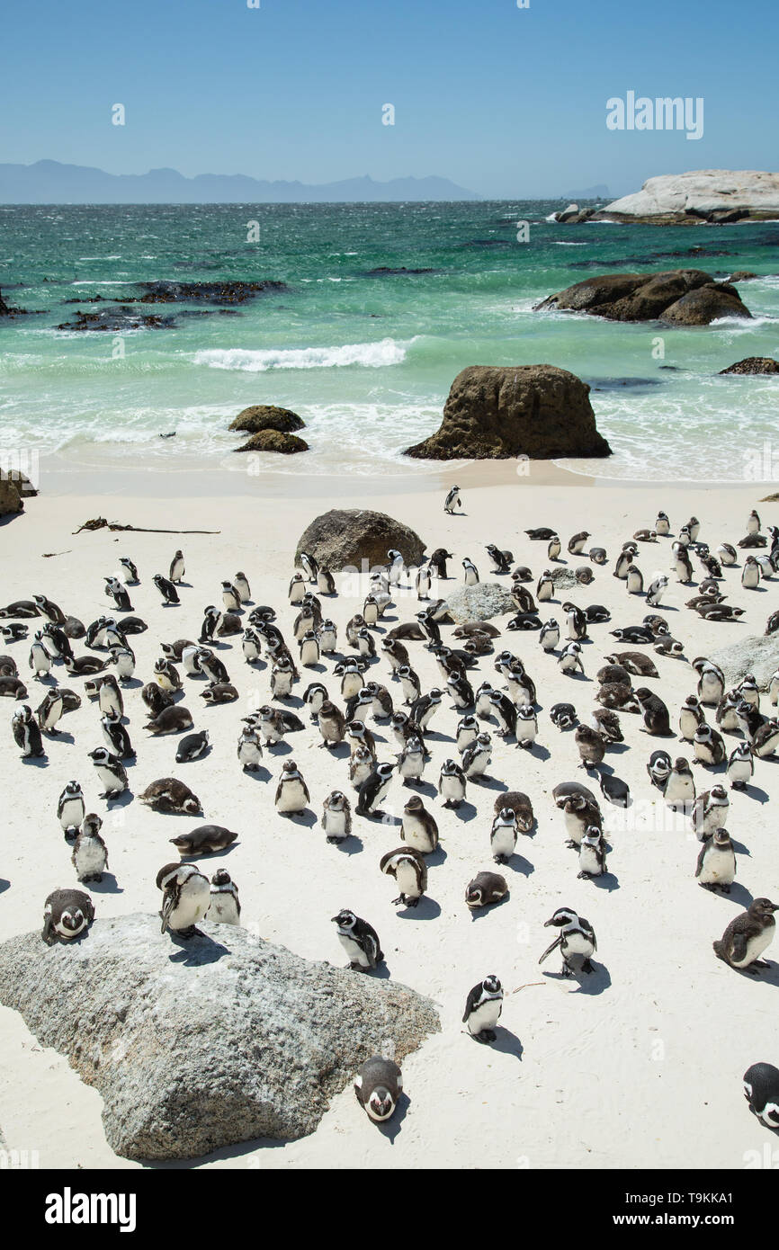 African Penguins on Boulders Beach in Cape Town, South Africa Stock Photo