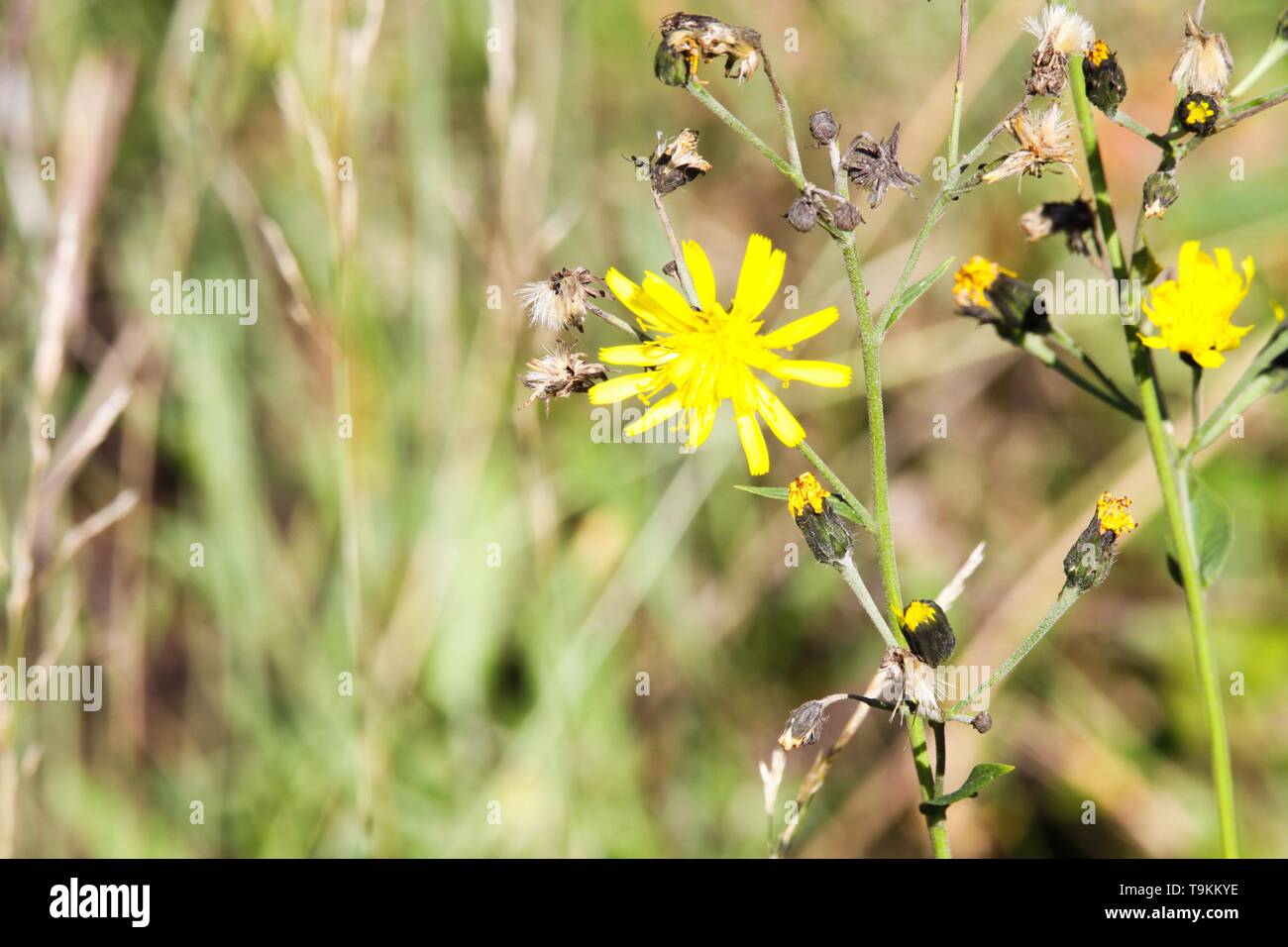 Fading dry dandelion flower (Leontodon) with last yellow blossoms in autumn - Viersen, Germany Stock Photo