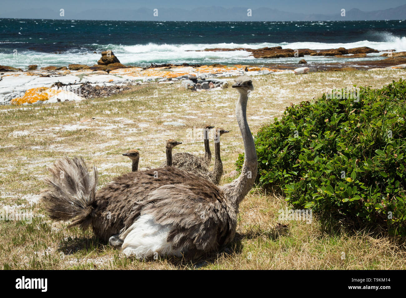 Wild ostriches on the Cape Peninsula at Cape Town, South Africa Stock Photo