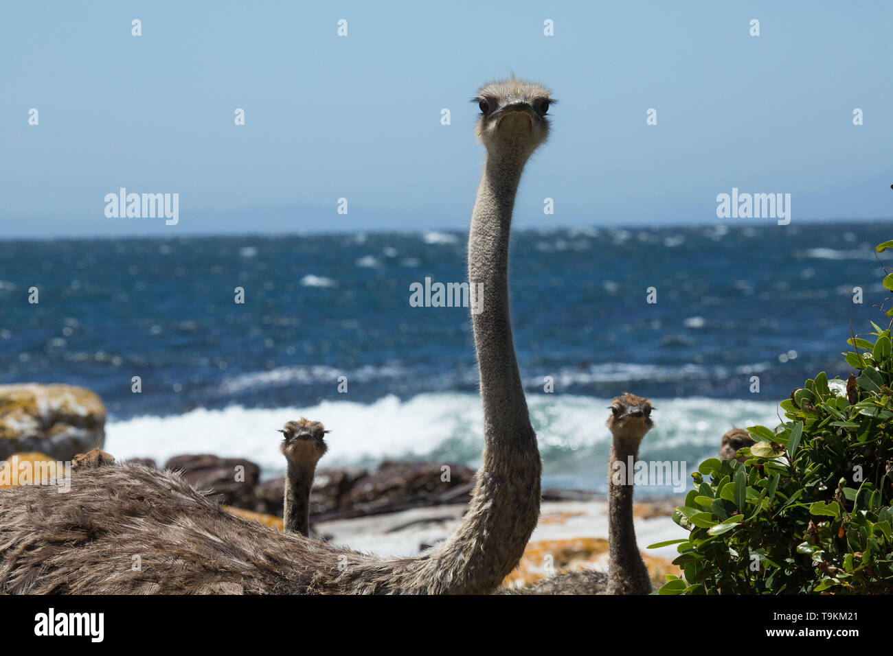 Wild ostriches on the Cape Peninsula at Cape Town, South Africa Stock Photo