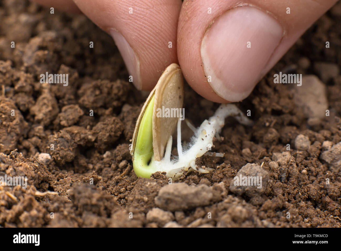 woman hand planting sprouted seed of marrow in soil in the vegetable garden, closeup Stock Photo