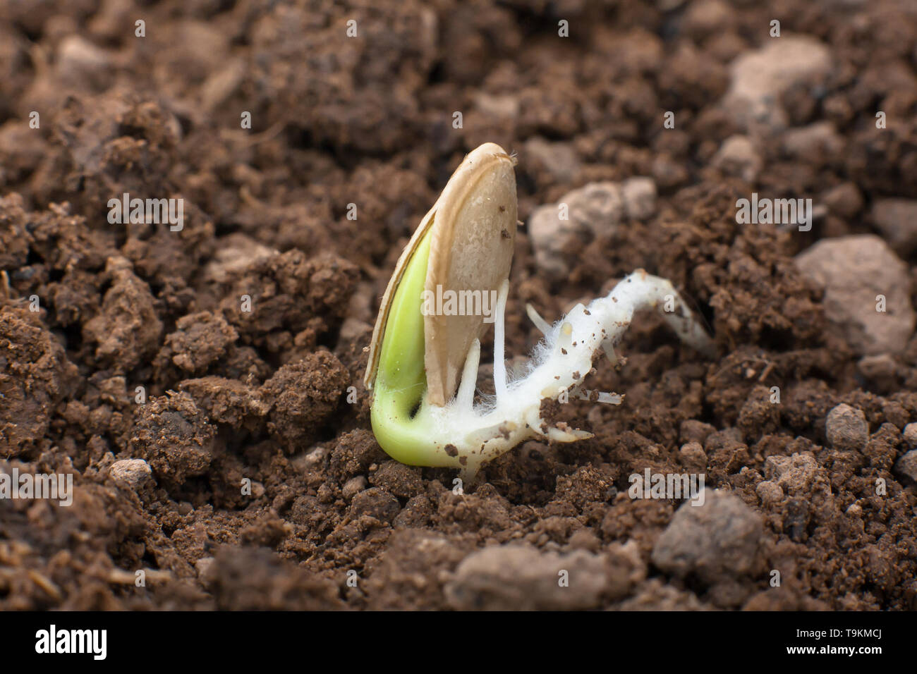 sprouted seed of marrow on the soil in the vegetable garden, closeup Stock Photo