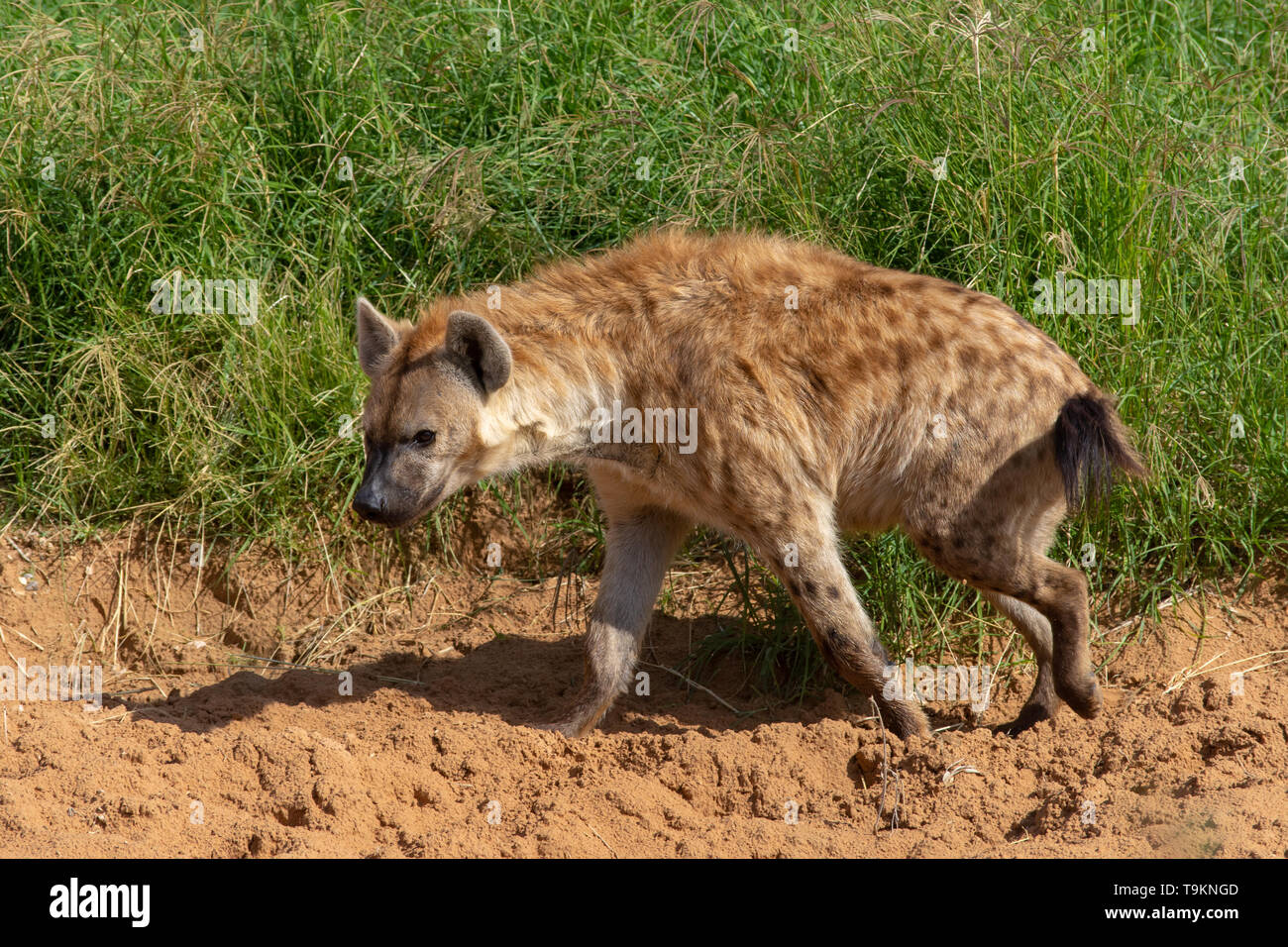 Hyaeninae hi-res stock photography and images - Alamy
