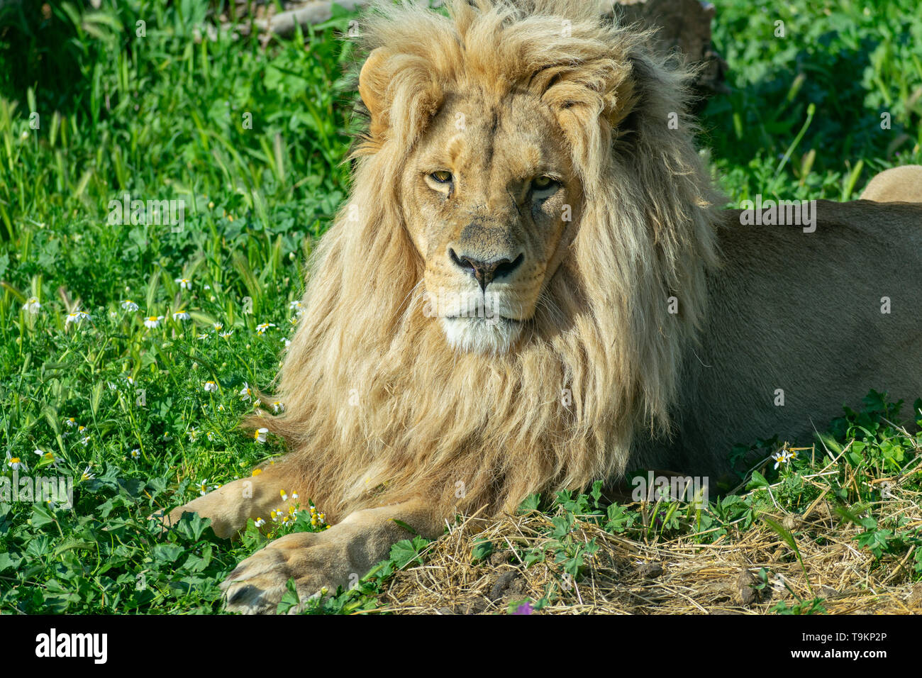 Male lion roar side view hi-res stock photography and images - Alamy