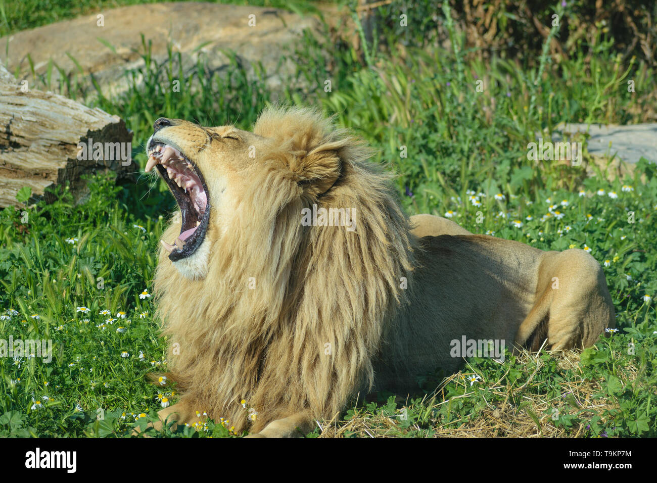 Angola male lion (Panthera leo bleyenberghi) roaring Stock Photo