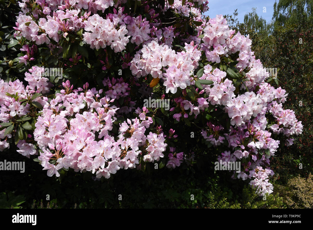 Rhododendrons, Kenwood , Hampstead Heath, London Stock Photo