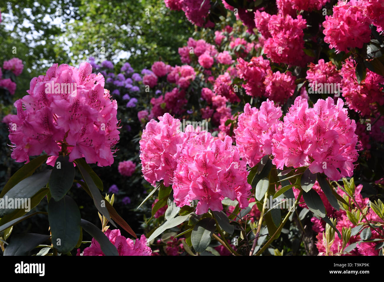 Rhododendrons, Kenwood, Hampstead Heath, London Stock Photo