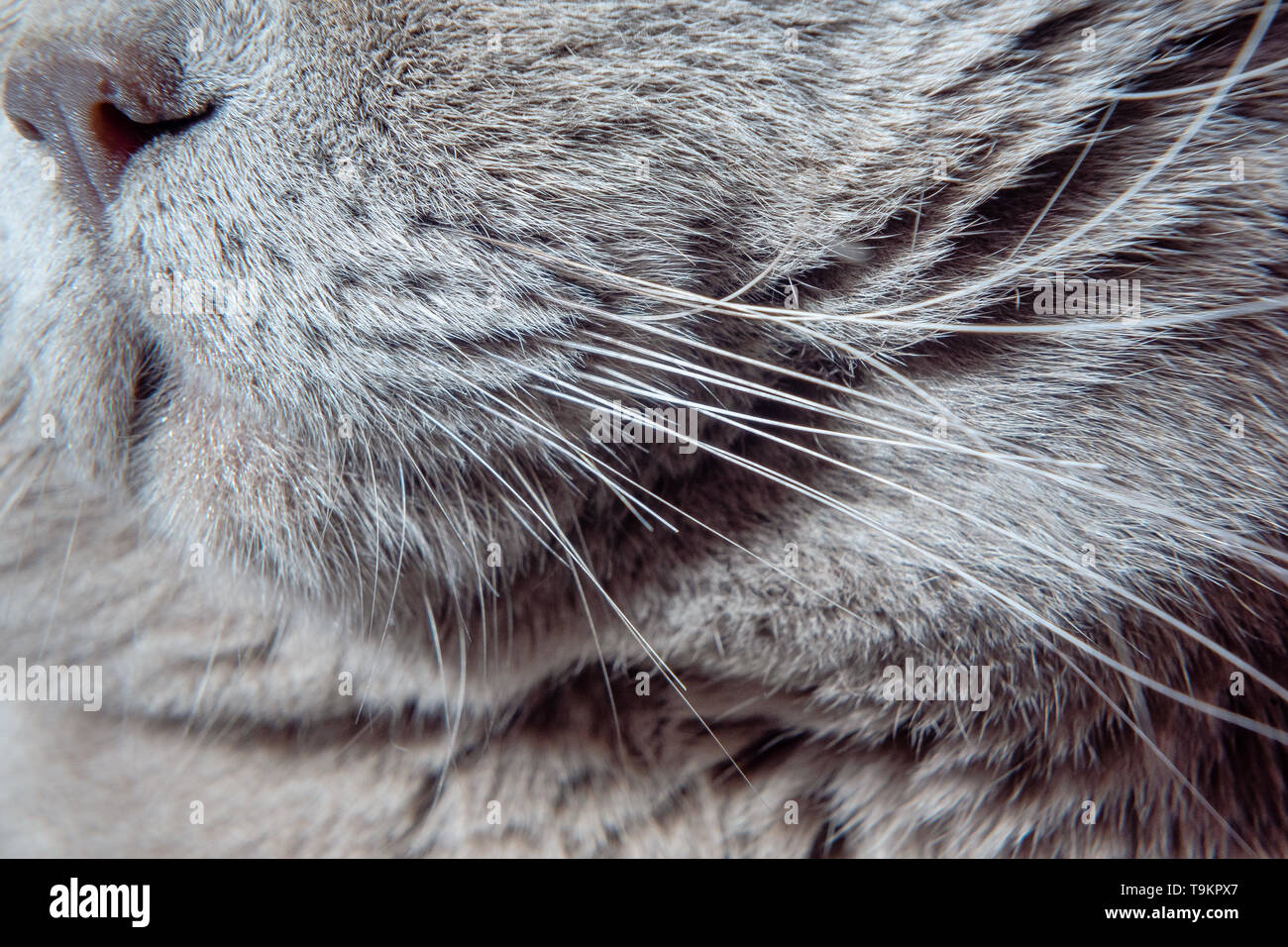 Face cat close up. Scottish Fold. British Fold. Stock Photo