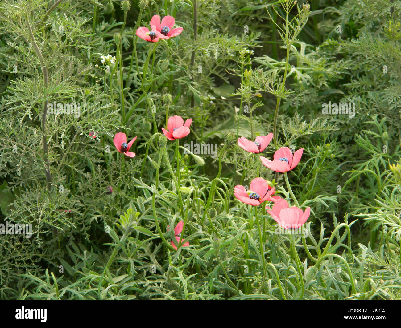 Red poppies in green grass hi-res stock photography and images - Alamy