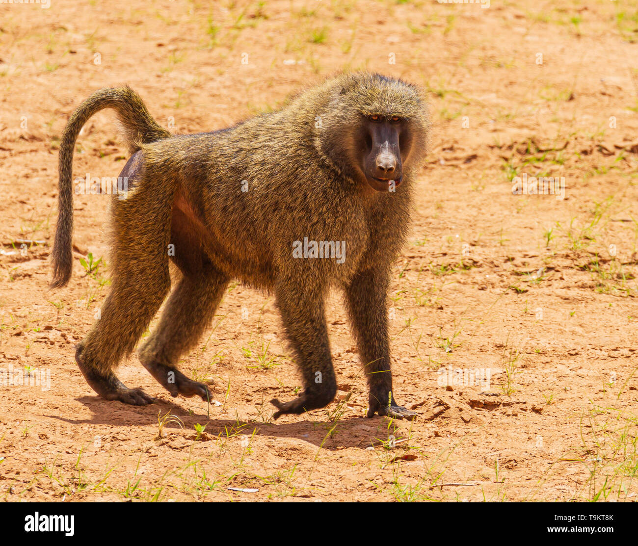 Olive baboon, anubis baboon, Papio anubis, close-up side view face body , on dry earth sand, Samburu National Reserve, Kenya, East Africa injured figh Stock Photo