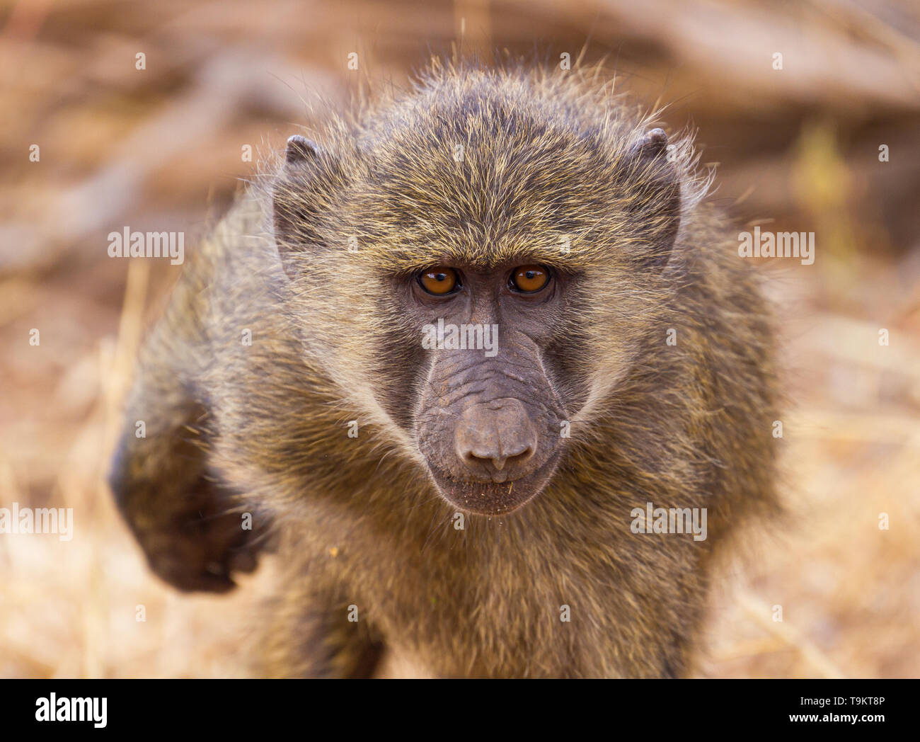 Close-up portrait face olive baboon, anubis baboon, Papio anubis, blurred backgroun, bright gold eyes, Samburu National Reserve, Kenya, East Africa Stock Photo