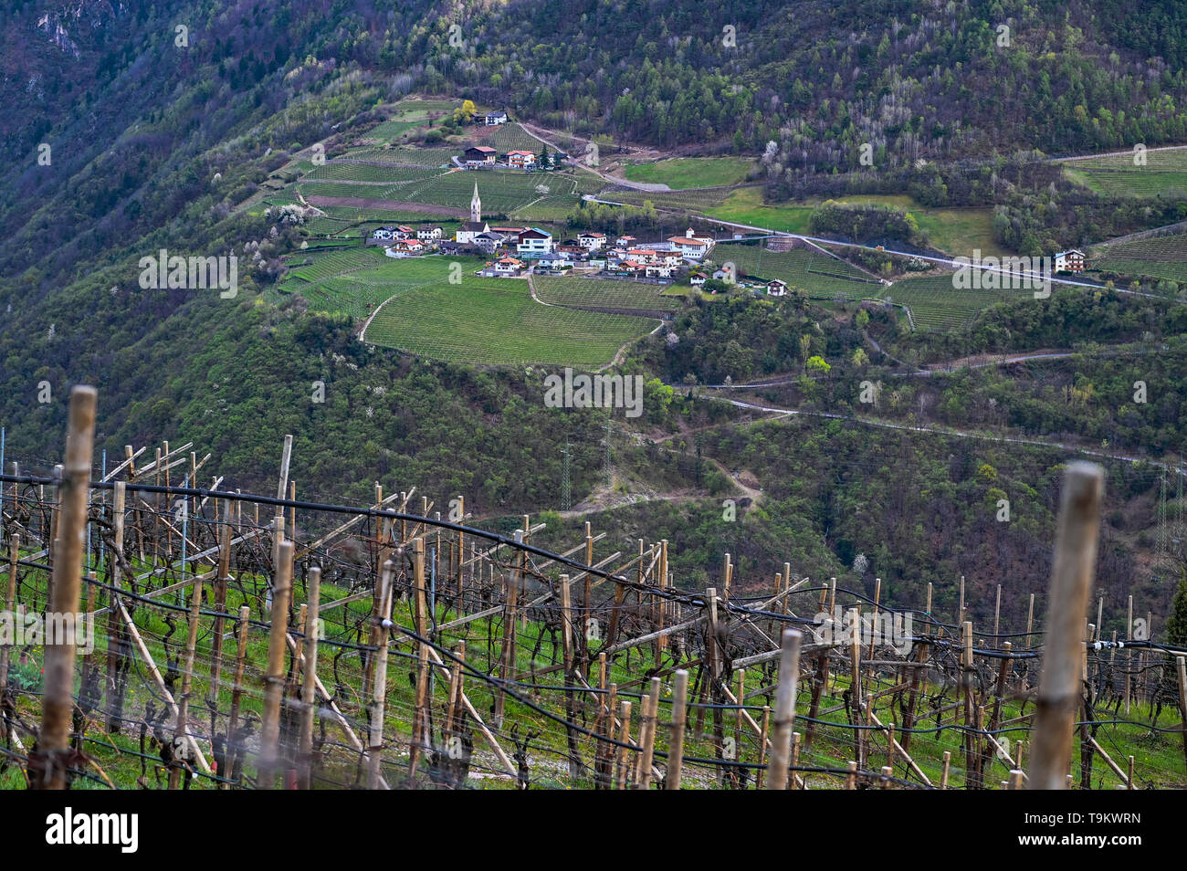 vineyards of Saint Magdalena, Bozen, Alto Adige Stock Photo