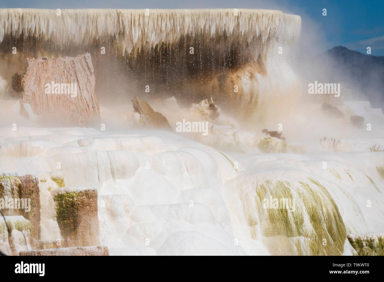 mammoth hot springs, yellowstone national park Stock Photo