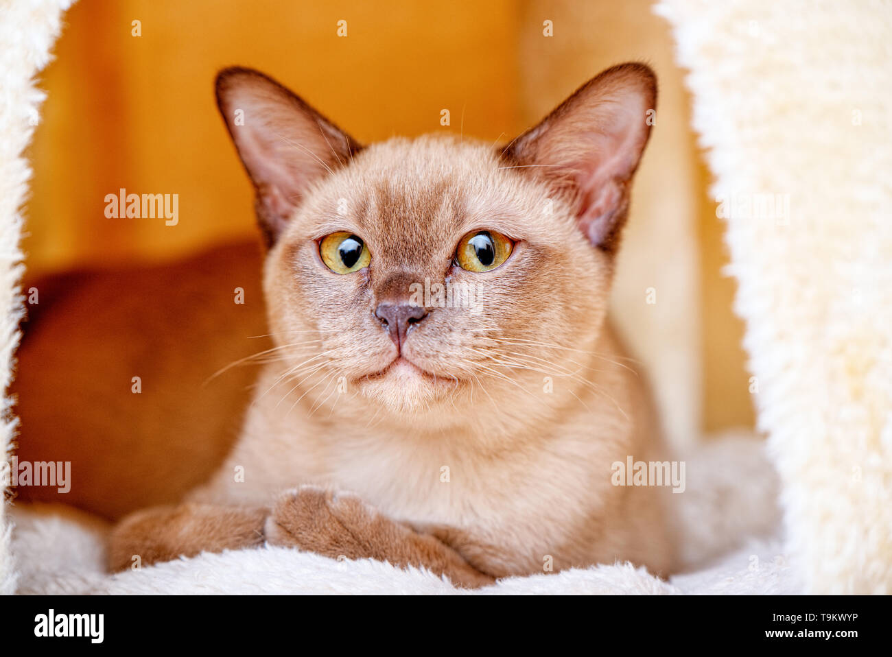 Thai burmese cheap cat