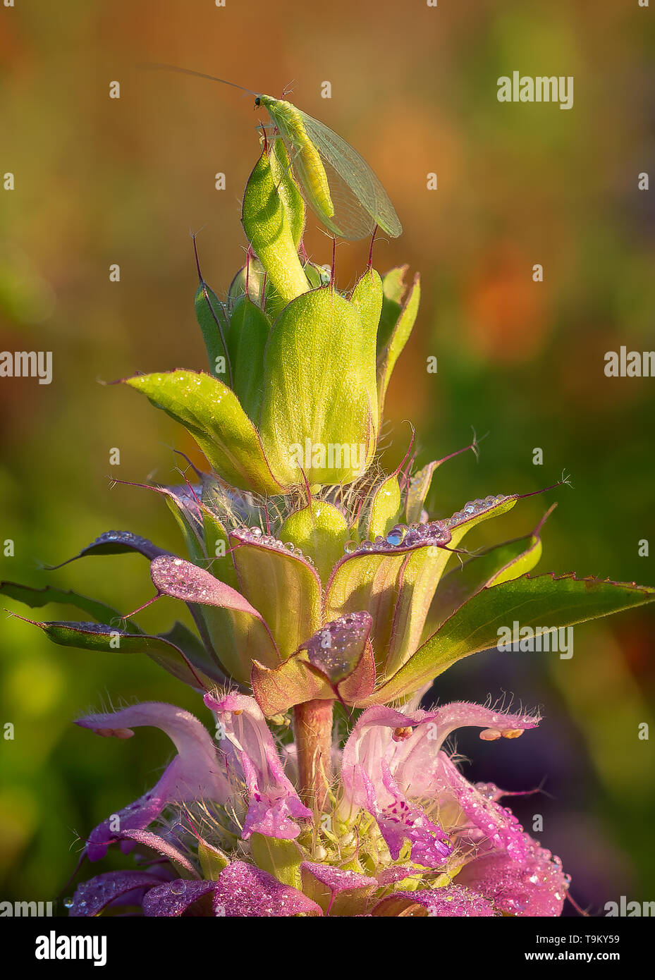 Green Insect Resting on Top of a Purple Wildflower Stock Photo - Alamy