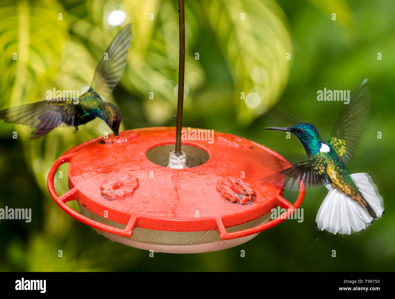 Male, White-necked Jacobin (front), Male, black-throated mango ...