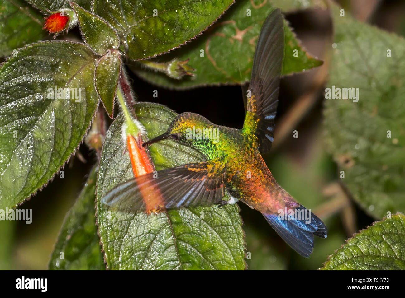 Nectar robbing, Copper-rumped Hummingbird, Amazilia tobaci, Asa Wright Nature Reserve, Trinidad and Tobago Stock Photo