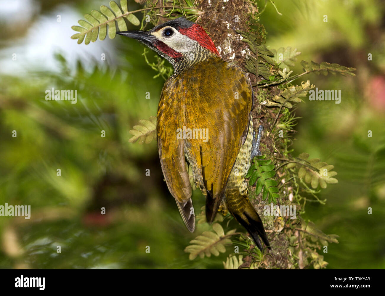 Male, Golden-olive woodpecker, Colaptes rubiginosus, Asa Wright Nature Reserve, Trinidad, Trinidad and Tobago Stock Photo