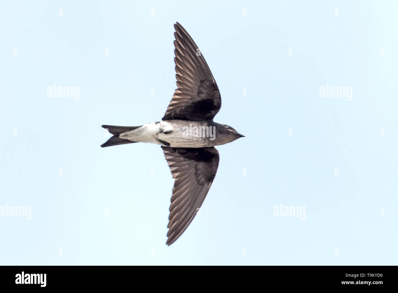 Grey-breasted martin, Progne chalybea, Trinidad, Trinidad and Tobago ...