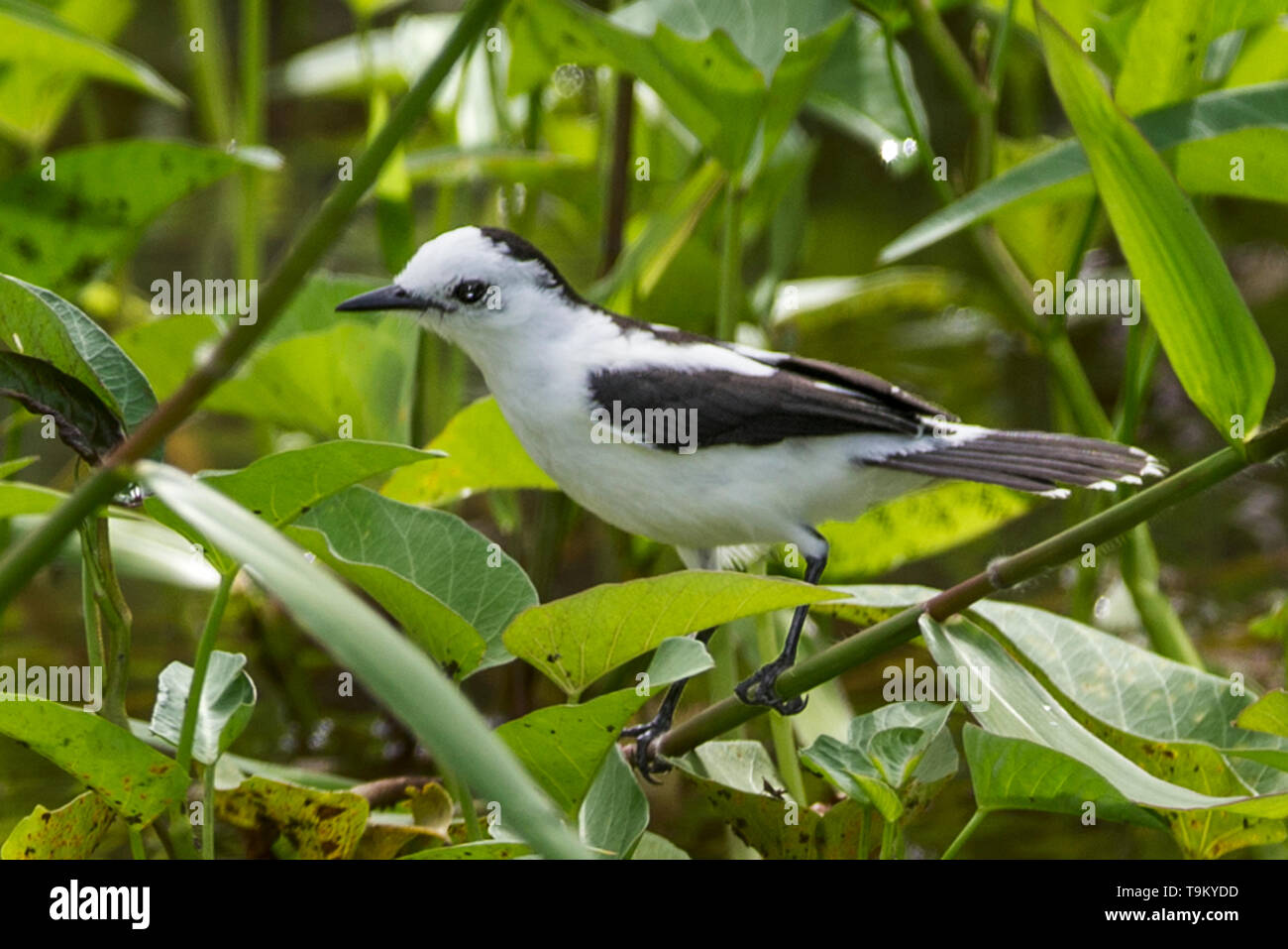 Pied water tyrant, Fluvicola pica, flycatcher, passerine, Nariva Swamp Trinidad, Trinidad and Tobago Stock Photo