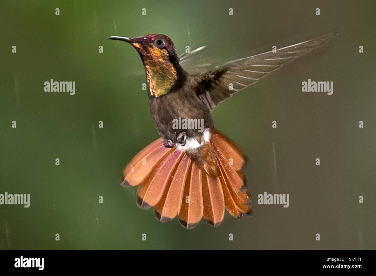 Male, ruby-topaz hummingbird, Chrysolampis mosquitus, in the rain, Trinidad, Trinidad and Tobago Stock Photo