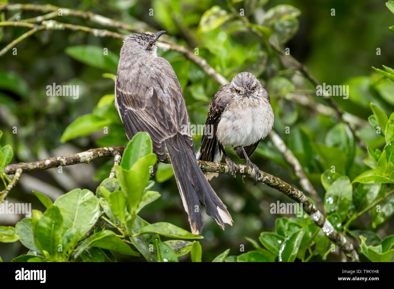 Tropical mockingbird,  mimus givus, Tobago, Trinidad and Tobago Stock Photo