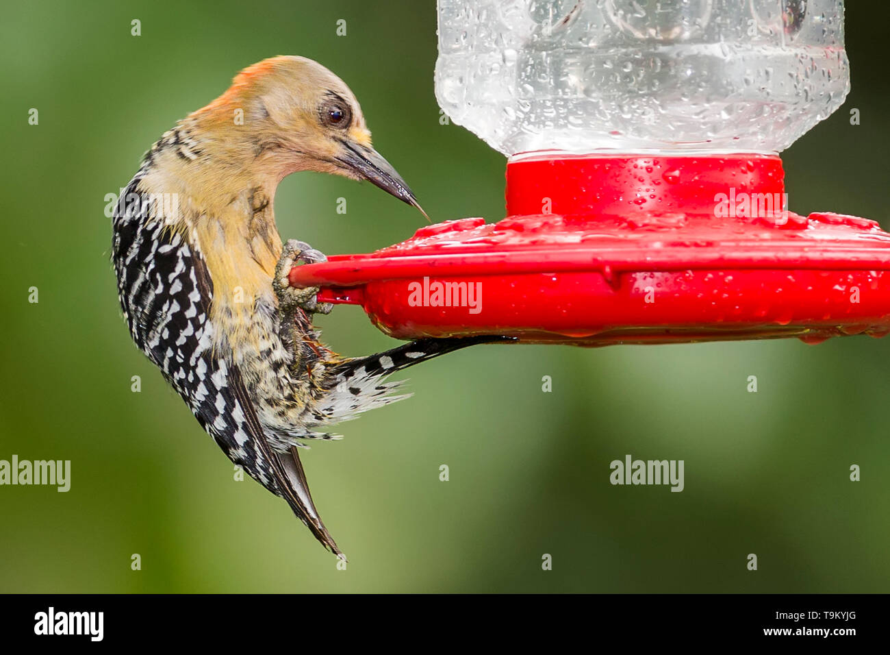 Juvenile Red Crowned Woodpecker Melanerpes Rubricapillus