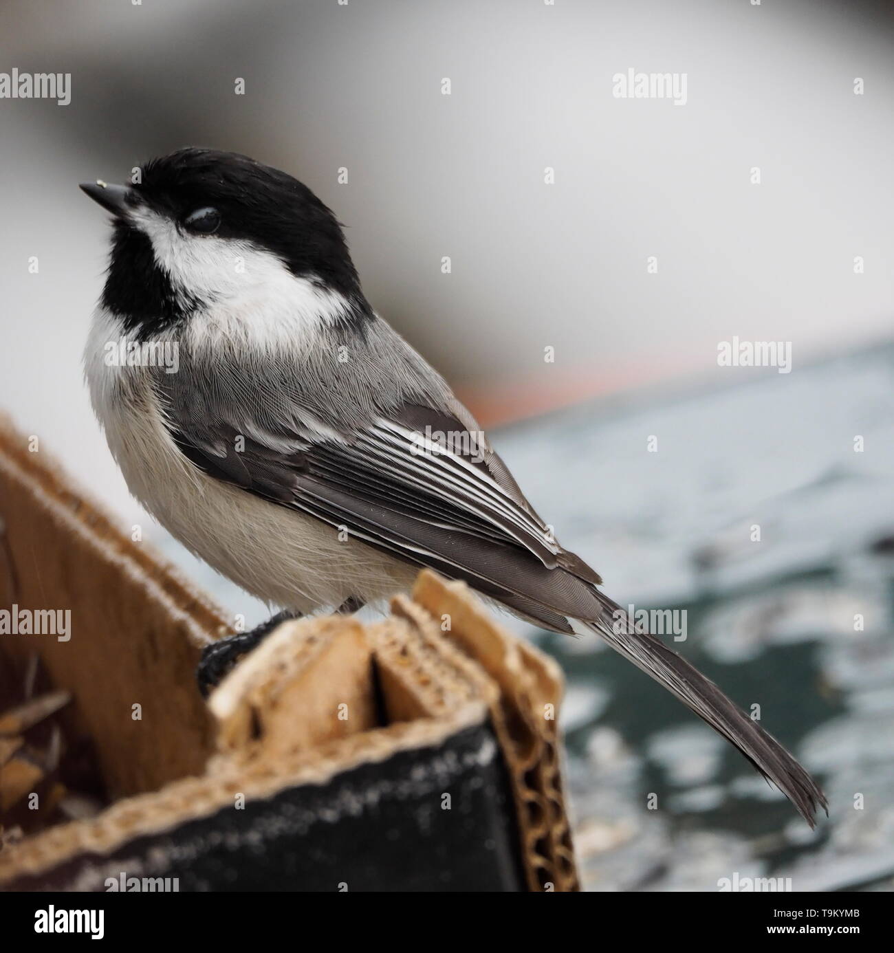 Black Capped Chickadee at the feeder on a cold and rainy winter day Stock Photo
