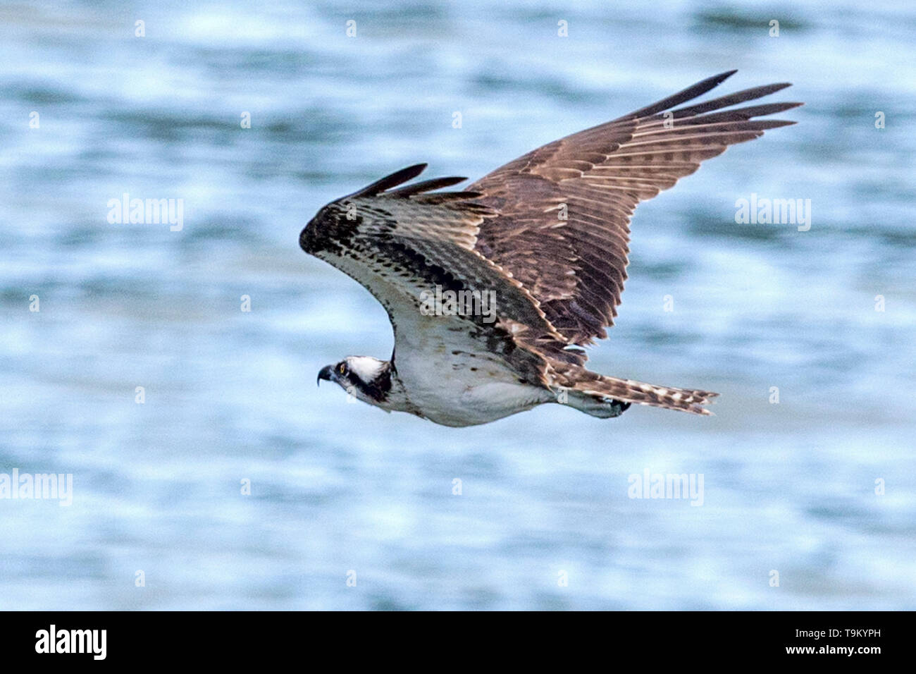Fish hawk aka fish eagle hi-res stock photography and images - Alamy