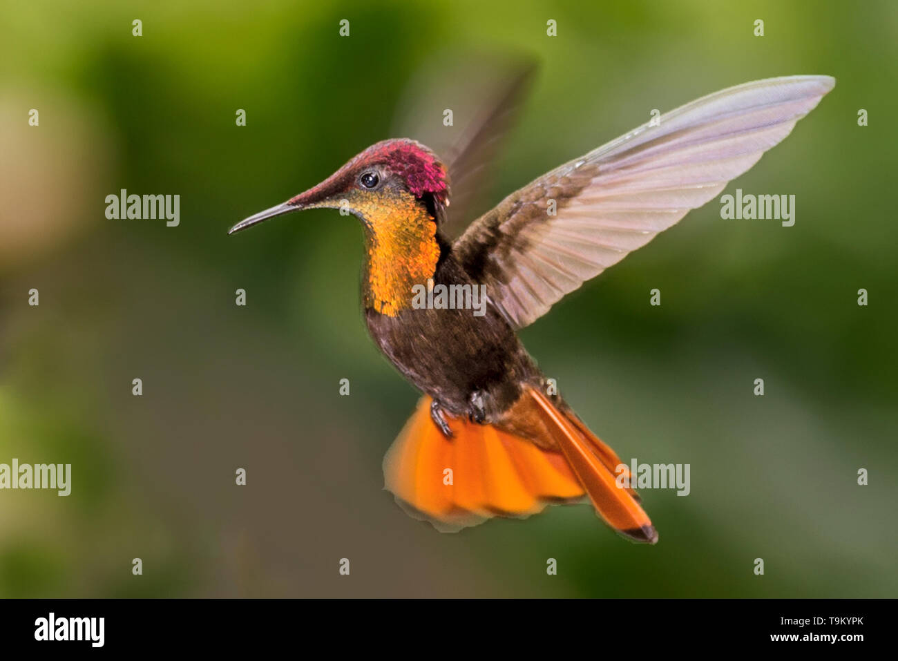 Male, ruby-topaz hummingbird, Chrysolampis mosquitus,  Trinidad and Tobago Stock Photo
