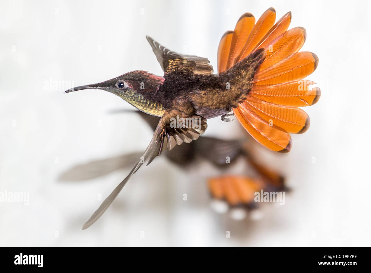 Male, ruby-topaz hummingbird, Chrysolampis mosquitus,  Trinidad and Tobago Stock Photo