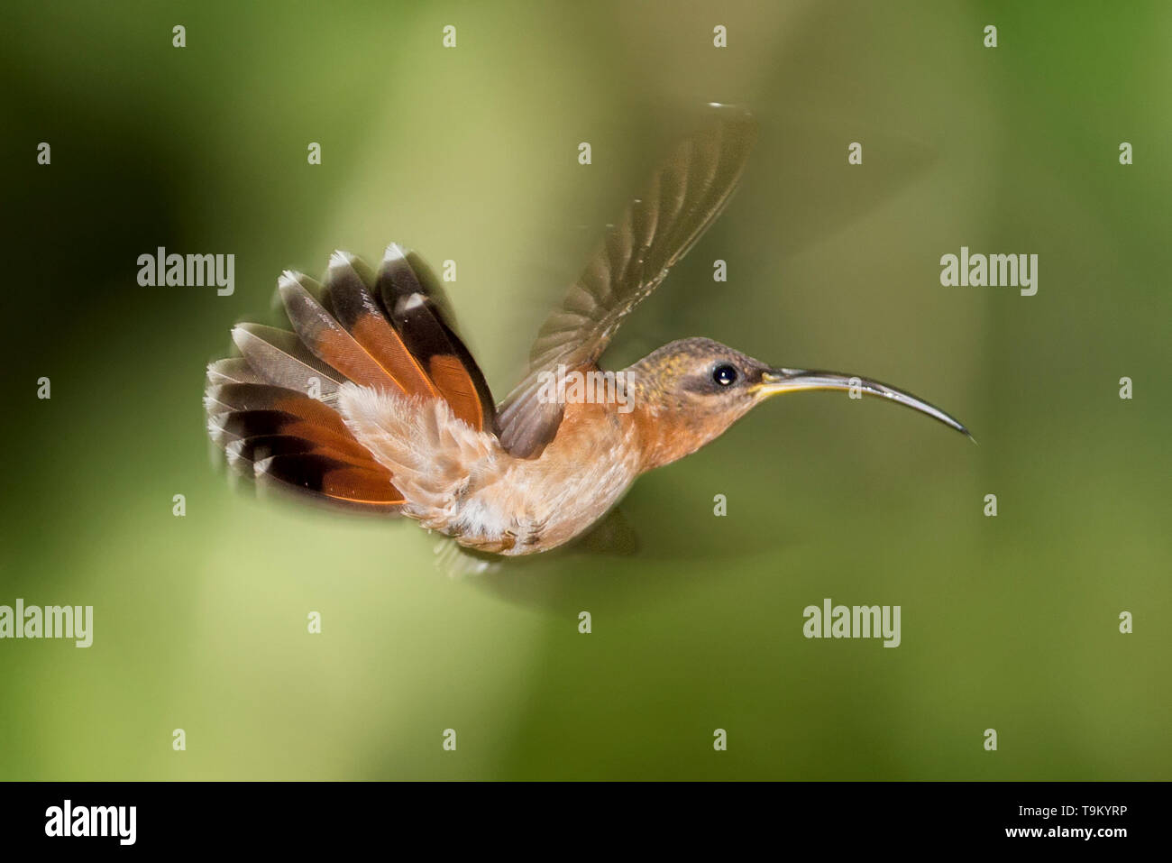 Rufous-breasted hermit or hairy hermit, Glaucis hirsutus, Hummingbird, Tobago, Trinidad and Tobago Stock Photo