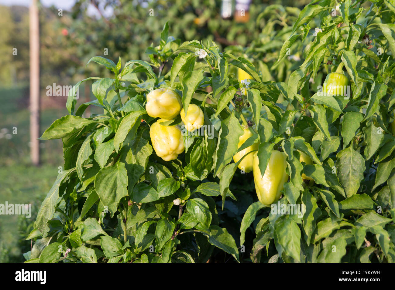 green pepper growing in garden Stock Photo Alamy