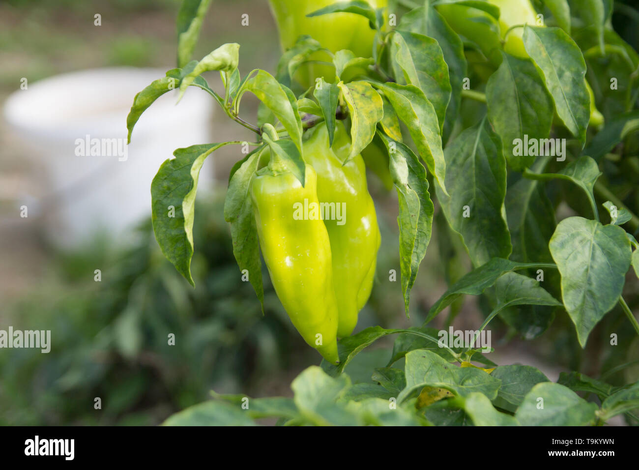 green pepper growing in garden Stock Photo Alamy