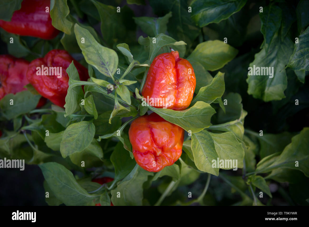 red pepper growing Stock Photo