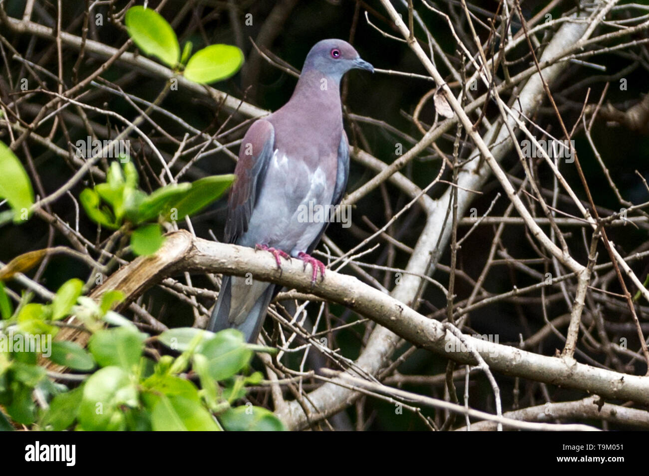 Pale-vented pigeon, Patagioenas cayennensis, Tobago, Trinidad and Tobago Stock Photo