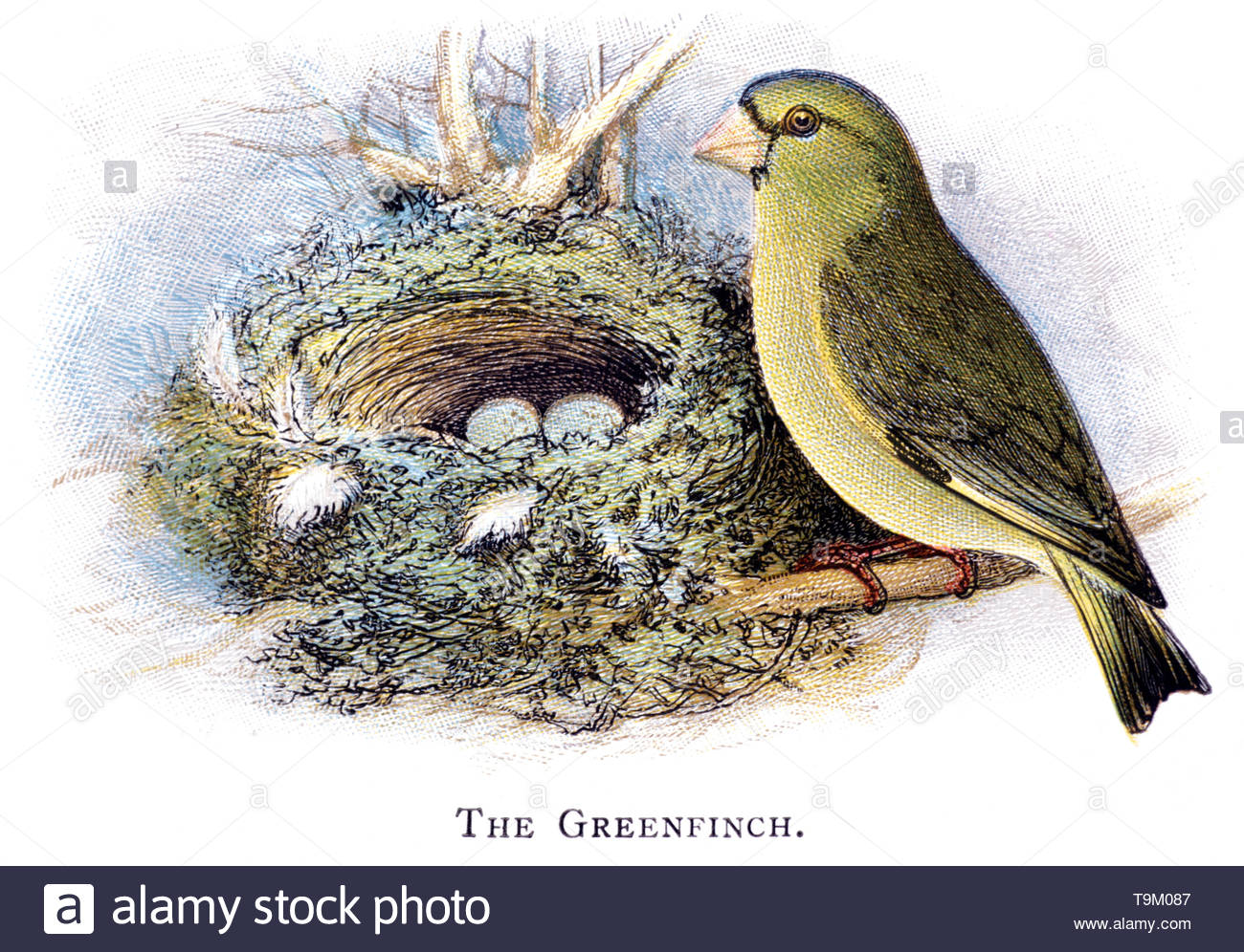 Carduelis chloris greenfinches Cut Out Stock Images & Pictures - Alamy