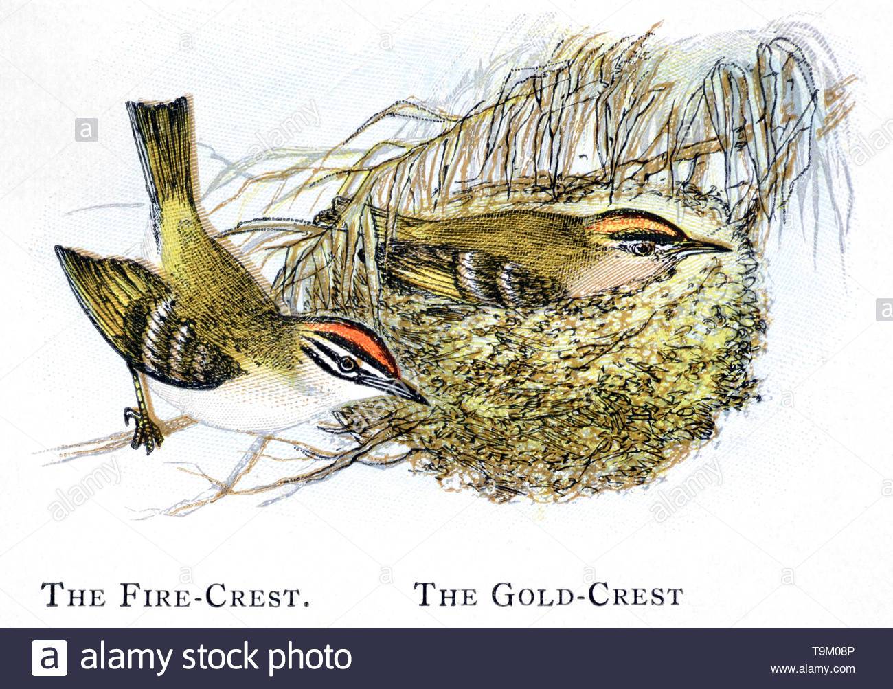 Firecrest Regulus Ignicapillus And Goldcrest Regulus Regulus 