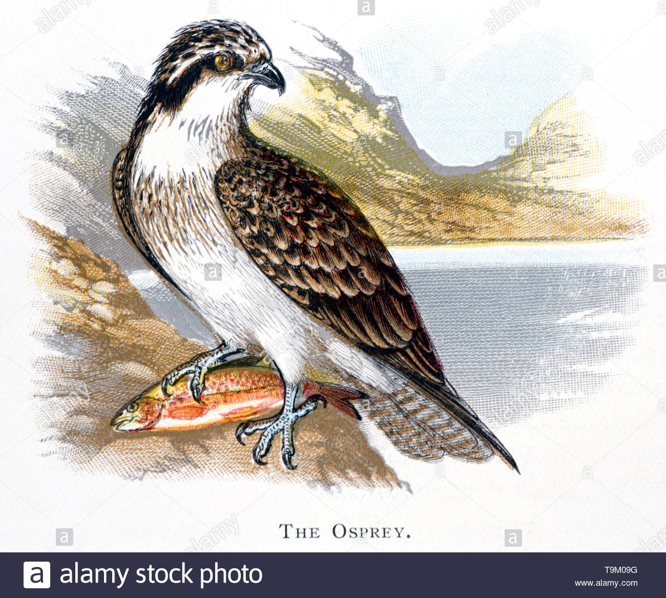 Osprey (Pandion haliaetus) feeding with fish, vintage illustration published in 1898 Stock Photo